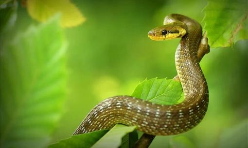 Hung tinh chiếu mạng, 3 con giáp gặp nhiều xui xẻo, tiền của dễ 'không cánh mà bay' trong tháng 9