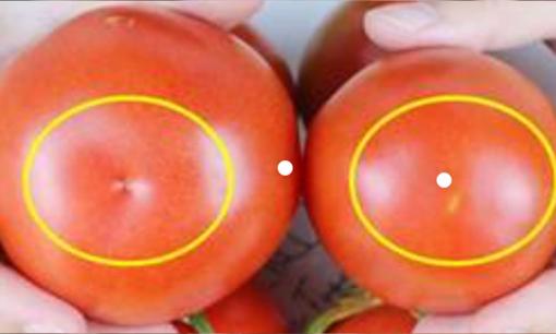 Khi mua cà chua, đừng chỉ chọn những quả có màu đỏ, những quả 'cái' sẽ có nhiều cát, ngọt và mọng nước hơn