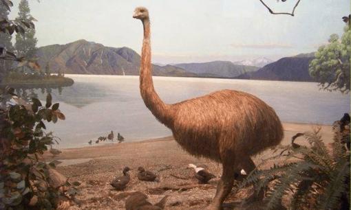 Loài chim lớn nhất thế giới: không phải đà điểu, nó cao tới 3 mét, bạn có biết nó là con gì không?