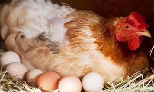 Tại sao gà đẻ trứng hàng ngày? Tổ tiên của loài gà có thực sự là khủng long?