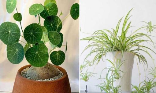 Trong phòng khách của hội nhà giàu có thể để bất cứ loài hoa nào, nhưng 10 loại cây phát tài thịnh vượng này luôn được săn đón