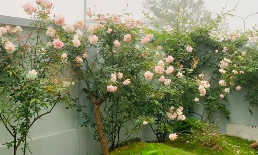 6 điều nên biết khi trồng và chăm sóc hoa hồng vào mùa thu - đông, để cây bật mầm to khỏe, nở nhiều bông