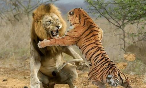 Hổ hay sư tử mạnh hơn? Hoàng đế nhà Hán đã tổ chức cho chúng đối đầu 2 lần, và kết quả đều thống nhất một cách đáng kinh ngạc