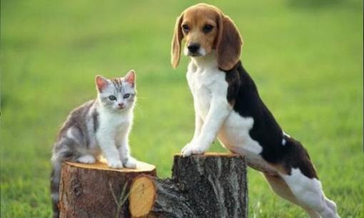 Có câu: “Đàn ông không nuôi mèo, đàn bà không nuôi chó”. Bạn có biết tại sao không? Nó có ý nghĩa không?