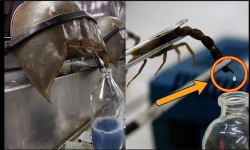 Kỳ lạ nhưng có thật, nọc độc của bọ cạp Deathstalker là chất lỏng đắt nhất thế giới. Nó có thể được bán với mức giá lên tới 40 tỉ đồng/lít