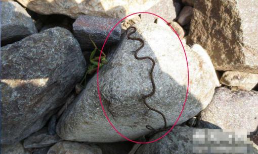 Kẻ thù tự nhiên của giun tròn sắt là gì? Ký sinh ở động vật chân đốt (về cơ bản không có kẻ thù tự nhiên) - bí ẩn chưa được giải mã