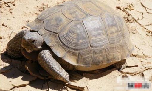 Những loài động vật nào có thể sống sót trên sa mạc? Top 10 loài động vật có khả năng sinh tồn mạnh mẽ trên sa mạc 