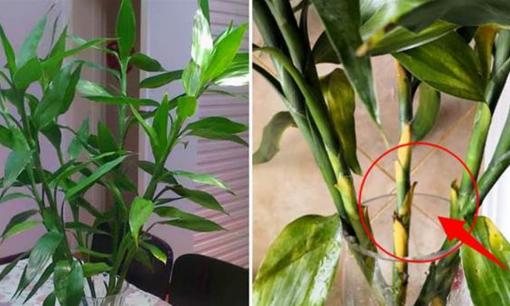 Cây phát lộc thủy canh không được đặt ở 3 nơi trong nhà, nếu không lá cây sẽ luôn ngả vàng