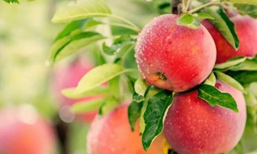 Những loại trái cây bà bầu nhất định phải ăn, rất tốt cho sự phát triển của thai nhi