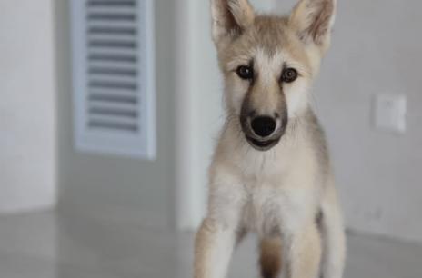 Con sói Bắc Cực nhân bản tế bào xôma đầu tiên trên thế giới chào đón ngày thứ 100, mang đến một phương pháp mới để bảo vệ các loài động vật có nguy cơ tuyệt chủng 