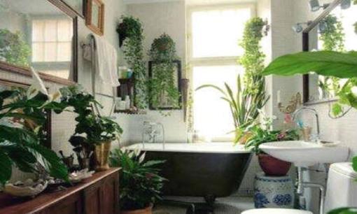 Bạn đã biết bao nhiêu về các loại cây phong thủy phù hợp với nhà vệ sinh?
