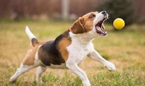 Làm thế nào để đối phó với bọ chét chó ? Nguyên nhân gây ra là gì?