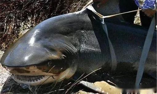 Vẫn có cá mập nước ngọt trên thế giới! Mức độ nguy hiểm chỉ đứng sau cá mập trắng lớn, được mệnh danh là 'sói của biển'