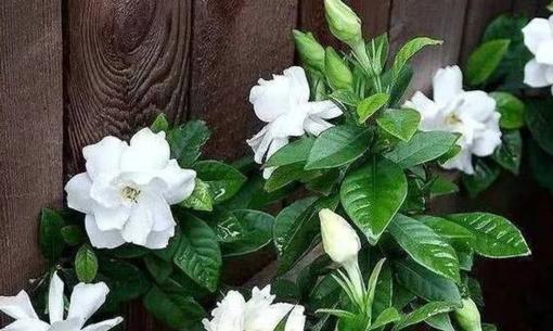 Bón một ít phân này vào chậu hoa dành dành, cứ nửa tháng một lần, chuyên trị vàng lá, hoa nở đẹp 