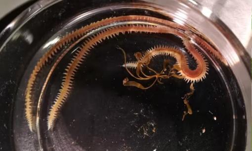 Giun được nuôi trên rong biển có thể là thức ăn cho cá hồi bền vững hơn