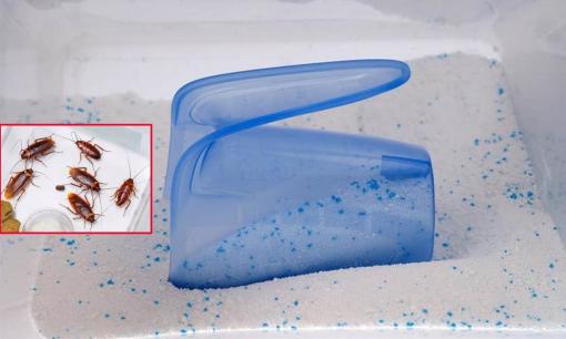 Cách diệt gián từ bột giặt và cơm nguội hiệu quả mà rất ít người biết