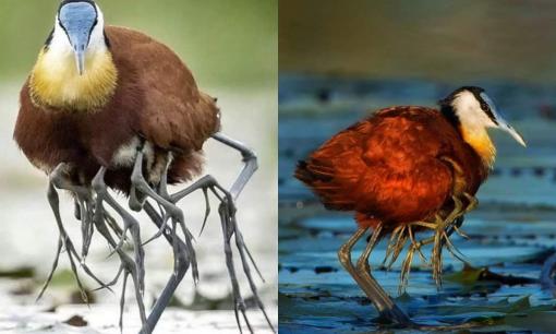 Jacana, loài chim nhiều chân, chúa tể của vùng biển châu Phi!
