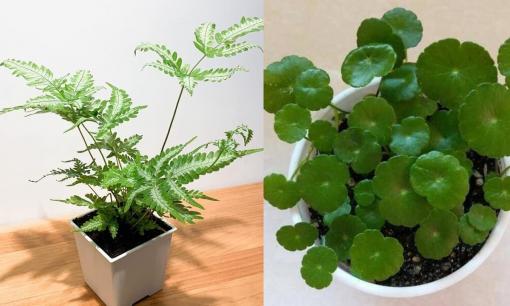 4 loại 'cỏ dại' thông dụng, được đào về làm bonsai, đẹp mỹ miều