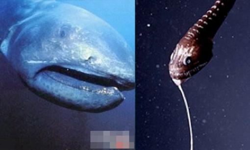 Những sinh vật dưới đáy biển sâu khủng khiếp và đáng sợ