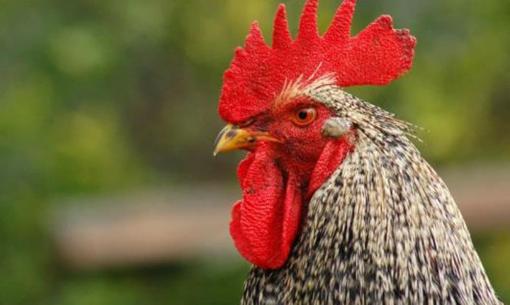 Tháng 10 âm lịch, vận may sẽ nối tiếp, 3 con giáp có phúc khí, Thần Tài gửi lời chúc phúc, tràn đầy may mắn