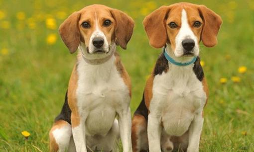 Ba con giáp đàn ông sinh ra đã là 'nô lệ của vợ', không nói lời ngọt ngào nhưng lại rất cưng chiều vợ