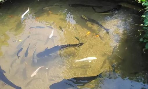 Ao có nước lâu ngày sẽ có cá? Không ai thả tại sao cá lại có trong ao, chúng từ đâu ra?