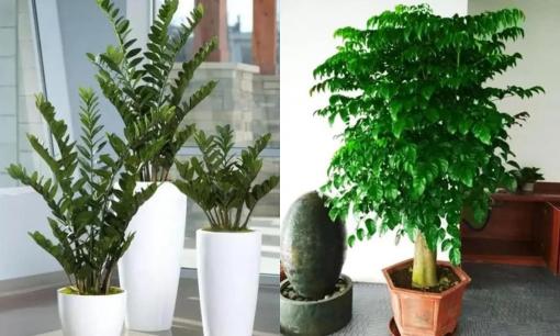 5 loại 'cây phú quý', ý nghĩa tươi tốt, tự nhiên thích hợp để trong phòng khách