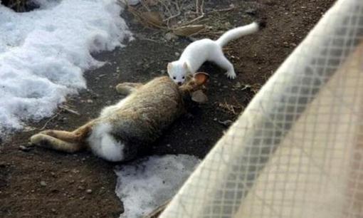 Động vật ăn thịt đáng yêu nhất trên trái đất, chỉ nặng 2 lạng, nhưng có thể săn thỏ nặng 2 cân