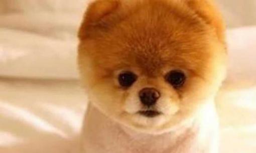 Chó bị tiêu chảy nên làm gì?