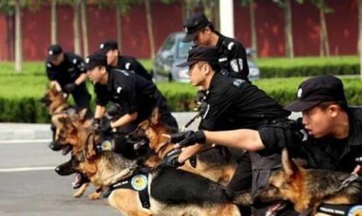 6 điều 'khủng khiếp' nhất về chú chó chăn cừu Đức