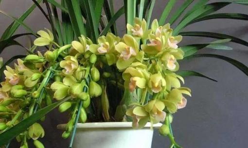 Đã tháng 10, hoa địa lan ở nhà được trồng như thế này, Tết năm nay sẽ ra hoa sặc sỡ