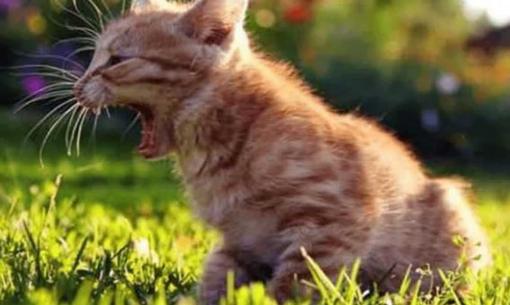 Mèo cưng liên tục nôn trớ? Nguyên nhân và cách kiểm soát vấn đề hiệu quả