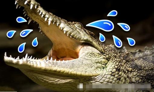 Tại sao cá sấu khóc 'không ngớt' khi ăn thịt con mồi?