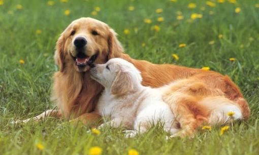 Ngày 22, 23, 24, 25/10: Ba con giáp này con đường kiếm tiền không thể ngăn cản “tiền bạc ùn ùn tới”