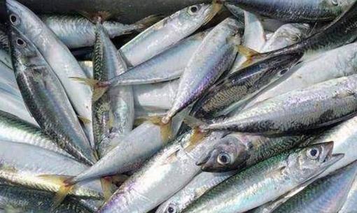 Người thông minh mua cá chọn 4 loại này, hiện tại không thể nuôi nhân tạo được, các bạn cứ tự tin ăn nhé!