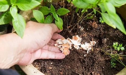 Hai loại “rác” này gia đình nào cũng có, chỉ cần ném vào chậu cây là nụ hoa bật lên và nở bung ra!