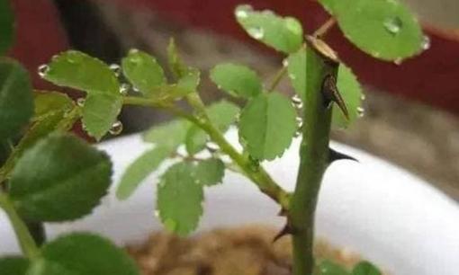 Phải nắm vững ba cách cắt này, hoa nào ở nhà cũng có thể nhiều cành, tạo vườn hoa nhỏ chỉ trong nửa tháng 