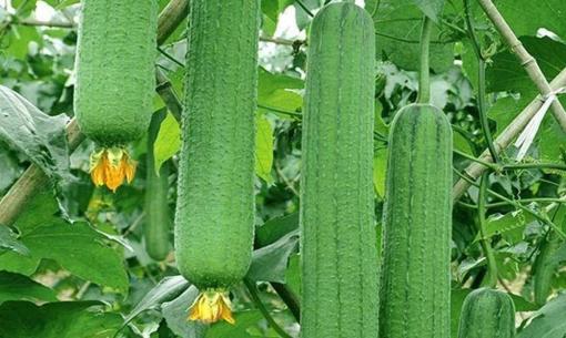 Bón phân cho mướp như thế nào để đạt năng suất cao? Mướp có 'bốn nỗi sợ', bạn có biết?