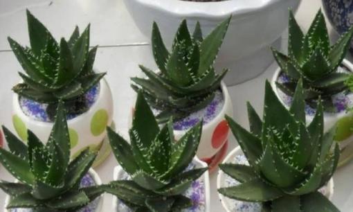 3 loại cây xanh 'giúp ngủ ngon', phòng ngủ trồng một chậu, không khí trong lành, ngủ ngon giấc