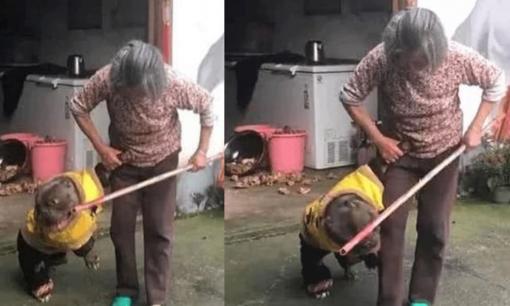 Nghe bà hàng xóm la lối, tưởng bà cãi nhau với chồng, nhìn vào sân thì không nhịn được cười