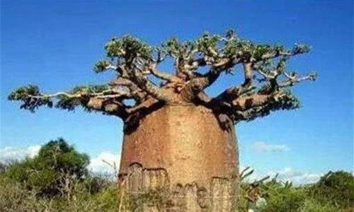Gốc cây chứa lượng nước lớn nhất thế giới: lắp một vòi nước trên thân cây, đủ cho một gia đình bốn người uống trong nửa năm 