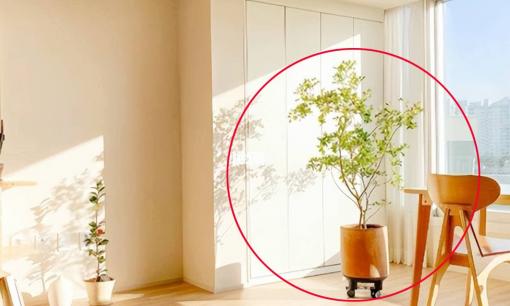 Như có câu: “Phòng khách không thể đặt ở tứ phương thì gia đạo hưng vượng”! Trong nhà có bốn điều này, hãy nhanh tay thay đổi chúng