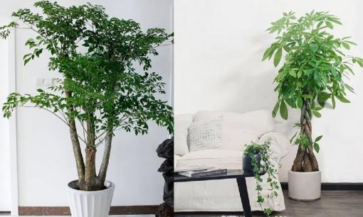 4 loại cây lá sum suê, đặt trong phòng khách vừa sang vừa mang ý nghĩa tốt lành