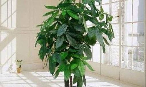 Làm tốt 4 điểm này thì trồng cây kim ngân cực nhanh lớn, rễ khỏe, cành lá xanh tươi