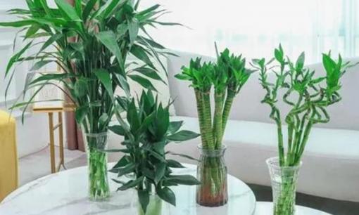 Để nuôi cây phát lộc, cần bổ sung một ít “dung dịch dinh dưỡng”, bộ rễ dày và cành lá tươi tốt