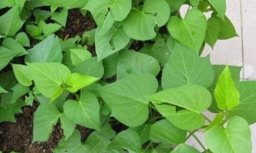 3 loại 'rau' này có thể cắt thành từng khúc ném vào chậu, 30 ngày sẽ nở hoa trong chậu, đẹp hơn cây phát lộc