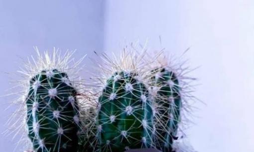 Không nên đặt những loại cây này trong nhà, đó là ẩn dụ càng sống càng nghèo, không “an toàn”, người giàu có thể nhìn sơ qua là hiểu!