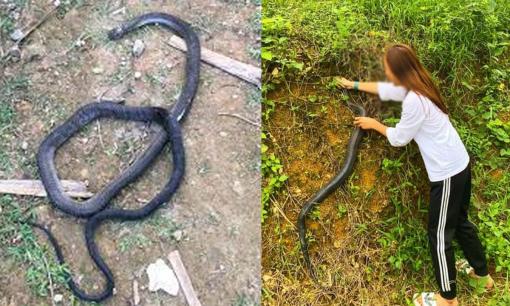 Về ra mắt nhà người yêu, cô gái khiến gia đình bạn trai phải 'sốc' khi dùng tay không đập chết rắn 