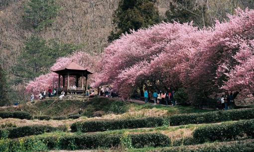 Đài Loan mở lại E-visa Quan Hồng với du khách Việt