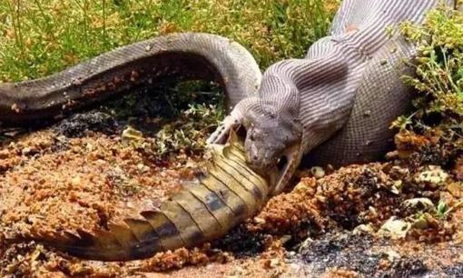 Trăn Miến Điện dài 5,5 mét ở Mỹ nuốt chửng cá sấu dài 1,5 mét! Chuyên gia Florida, Mỹ lo ngại tình trạng nuôi làm thú cưng rồi thả tự do